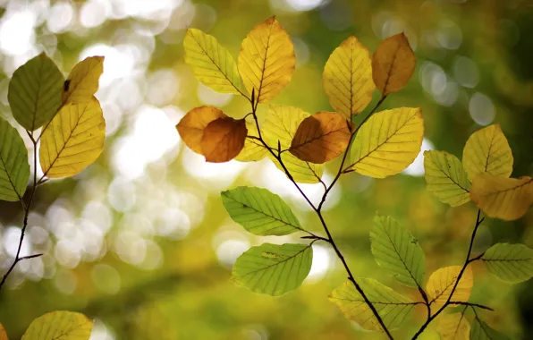 Leaves, macro, trees, background, tree, widescreen, Wallpaper, blur