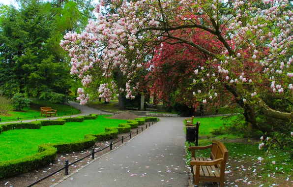 Park, spring, alley, magnolia tree