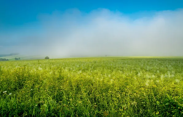 Greens, field, the sky, grass, clouds, blue, meadow