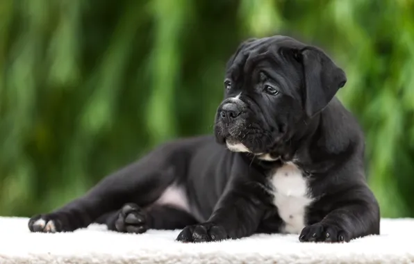 Picture puppy, breed, cane Corso