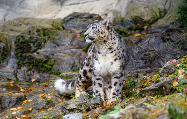 Picture autumn, look, leaves, nature, stones, rocks, IRBIS, snow leopard