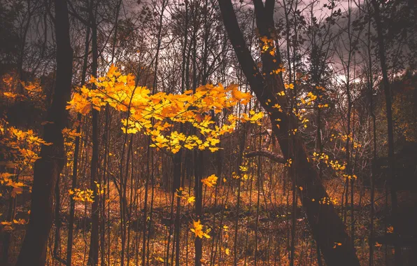Autumn, leaves, cloudy, woodland