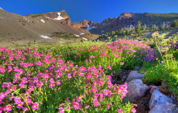 Flowers, mountains, nature