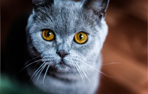 Picture cat, look, macro, animal, yellow eyes, pedigree, color. ears