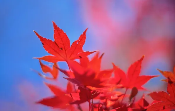 Autumn, the sky, leaves, maple, the crimson