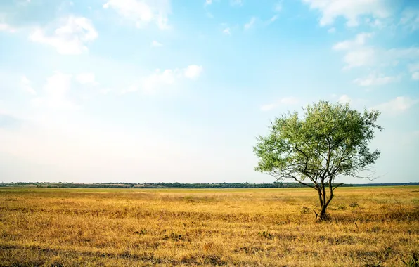 Picture field, grass, tree, foliage, dry