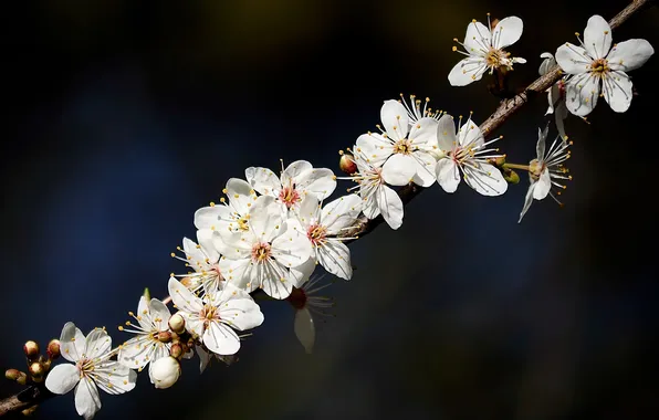 Nature, sprig, flowers, flowering