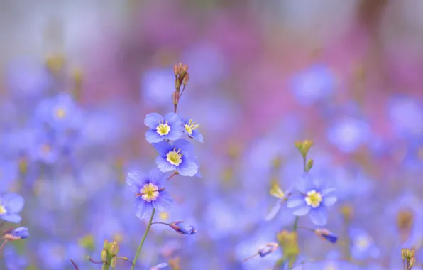 Picture flowers, blue, blue, Heliophila longifolia
