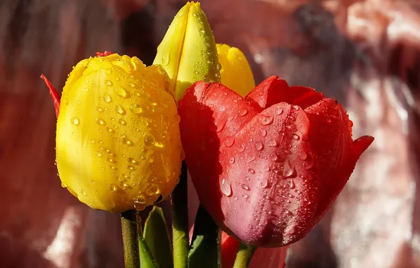 Flower, tulips, blooming