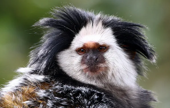 Picture look, monkey, face, shaggy, Marmoset Geoffroy