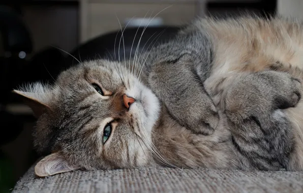 Picture face, eyes, cat