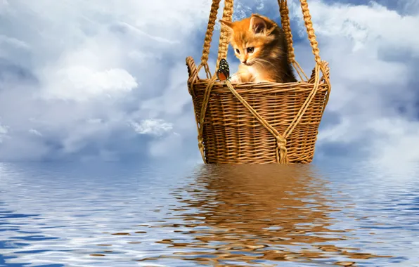 Picture kitty, butterfly, the ripples on the water, basket, the sky sheep