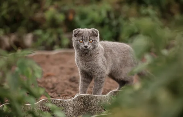 Look, nature, kitty, grey, fold, British, bokeh, Scottish