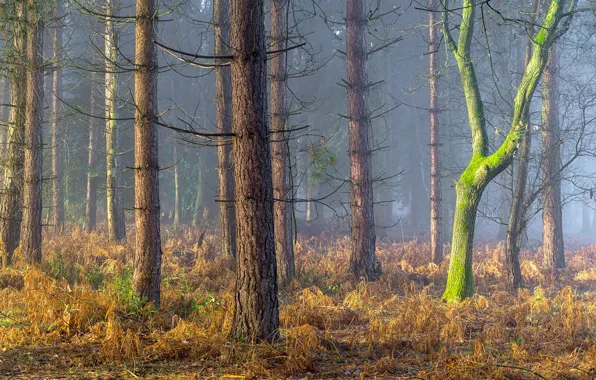 Picture forest, England, England, Coughton