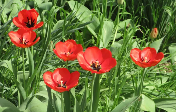Tulips, April, spring 2018, Meduzanol ©