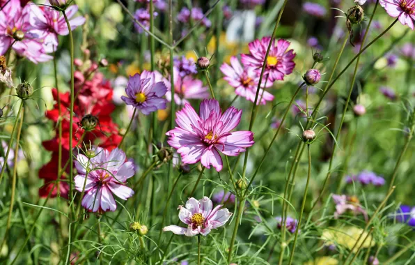 Summer, flowers, nature, meadow, kosmeya