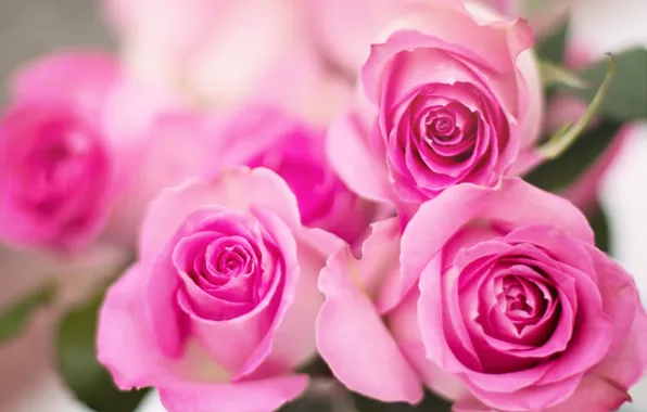 Picture flowers, roses, buds
