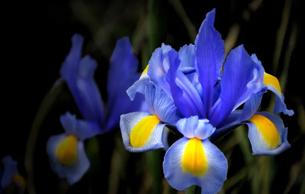 Macro, flowers, the dark background, yellow, petals, irises, blue, iris