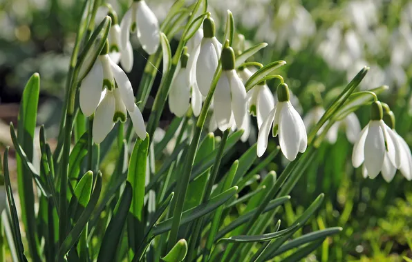 Greens, light, flowers, stems, spring, snowdrops, white, buds