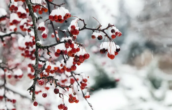 Picture snow, nature, berries