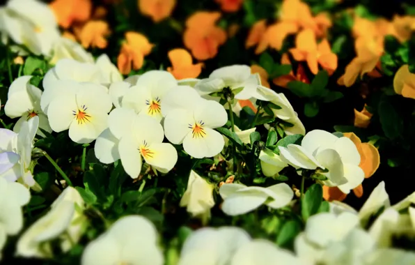 Flowers, white, orange, Pansy, flowerbed, bokeh, violet, viola