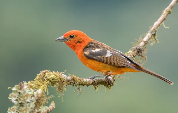 Picture macro, bird, branch, blurred background, pieces of moss, colored tanager natire