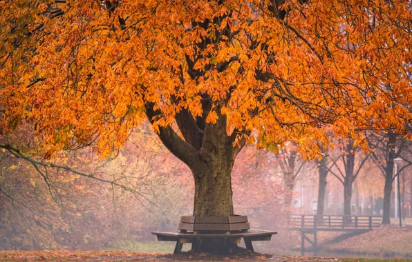 Picture the bridge, dello, bench, autumn, Golden autumn