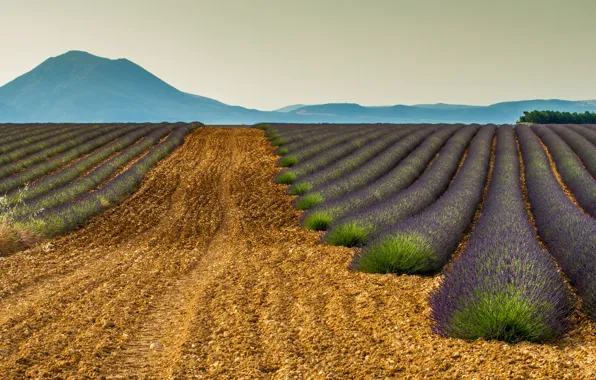Picture field, mountains, nature, France, lavender