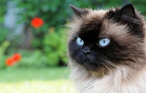 Cat, summer, cat, look, flowers, close-up, background, portrait