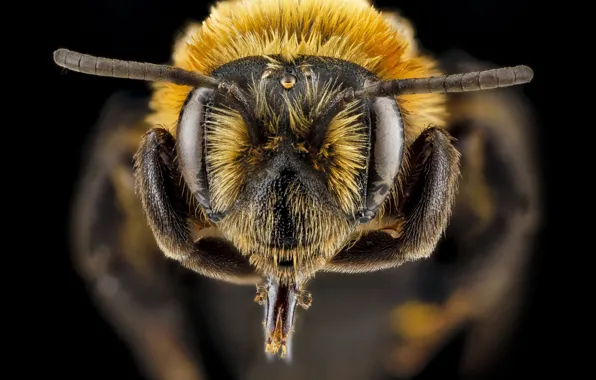 Wallpaper bee, insect, nature