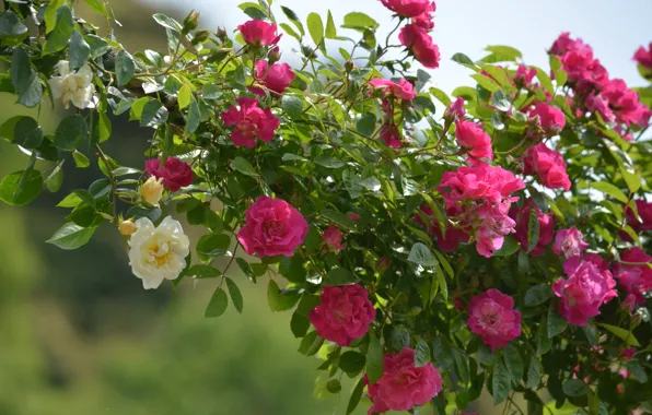 Background, roses, climbing roses