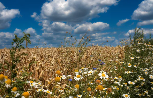 Wheat, field, summer, flowers, chamomile, cornflowers
