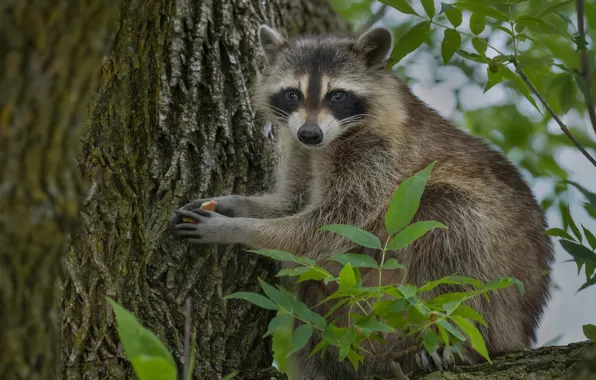 Picture leaves, branches, nature, tree, animal, raccoon, trunk, drying