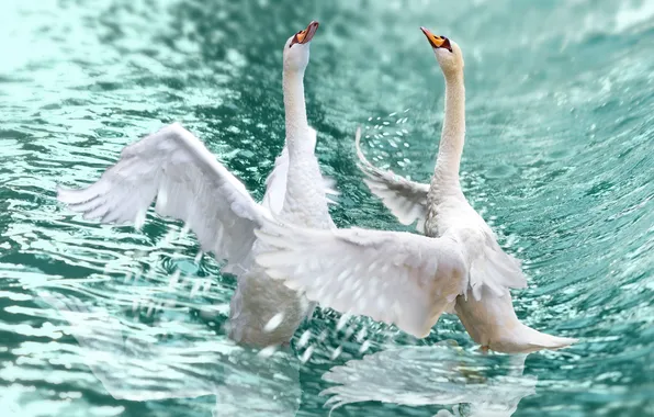 Water, squirt, birds, swans