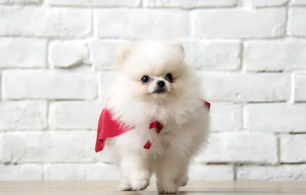 White, look, dog, puppy, bricks, face, Spitz