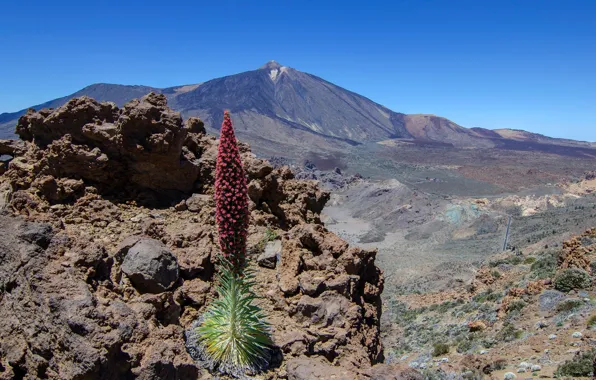 Plant, mountain, the volcano, Spain, Tenerife, bugloss Tenerife, red bugloss, Teide