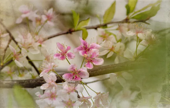 Leaves, flowers, branches, spring