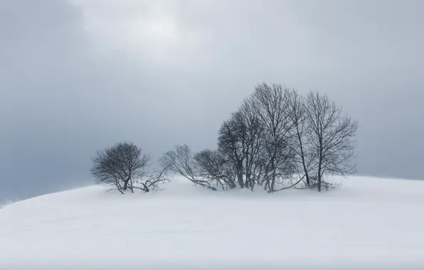 Winter, snow, trees, nature, fog