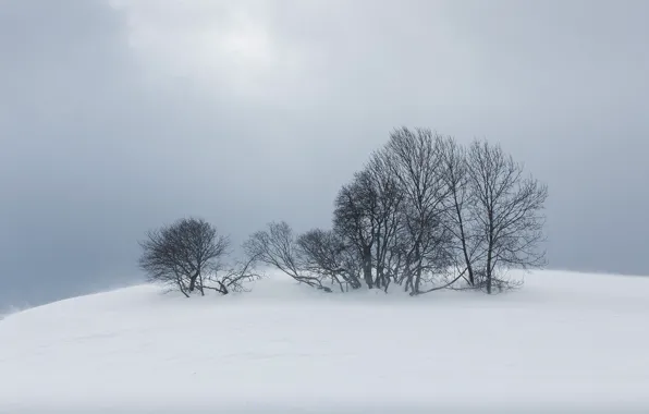 Picture winter, snow, trees, nature, fog