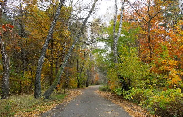 Trees, park, autumn, alley, fall