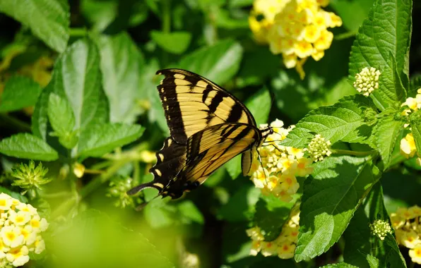 Flowers, macro, butterfly, wings, beautiful, closeup