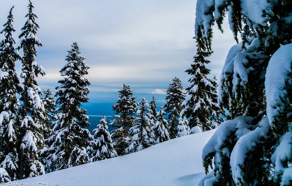 Forest, snow, mountains, nature