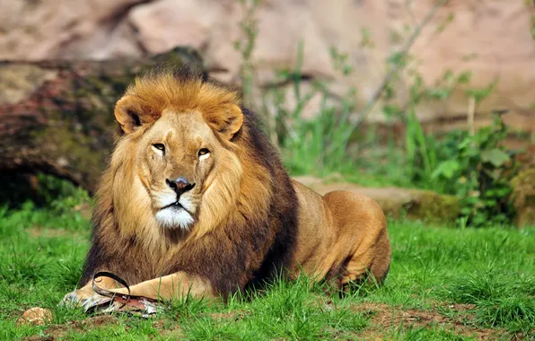 Cat, grass, look, stay, Leo