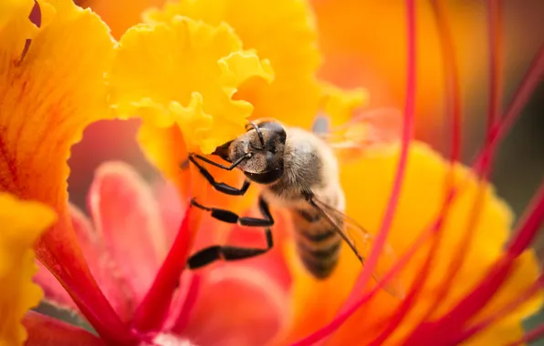 Macro, flowers, bee, petals, insect, Orchidee