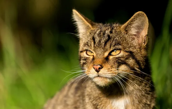 Eyes, look, face, blur, wild cat, Scottish, The Scottish Wildcat