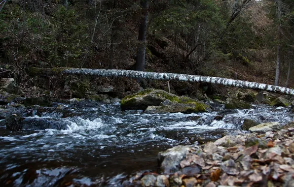 Autumn, water, trees, stones