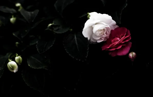 BACKGROUND, PETALS, PAIR, BLACK, RED, LEAVES, ROSES, WHITE