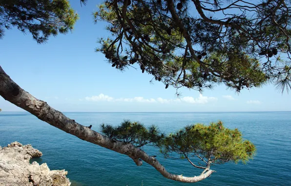 Picture sea, the sky, clouds, landscape, rock, branch, pine, Croatia