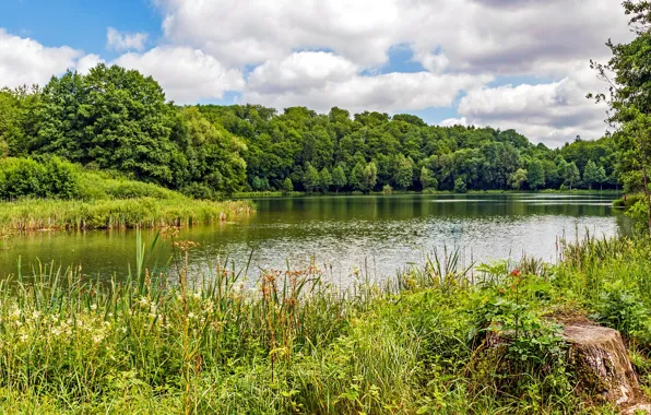 Greens, forest, summer, the sky, grass, clouds, trees, lake