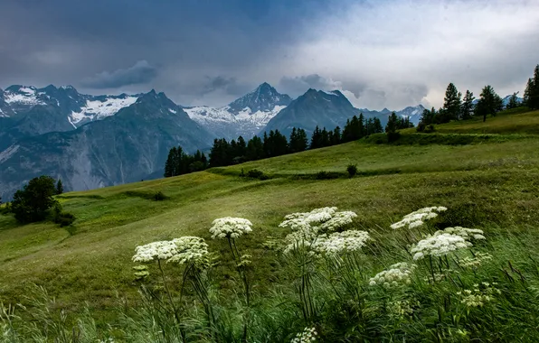 Greens, field, forest, clouds, snow, flowers, mountains, fog